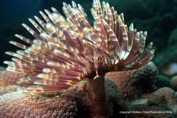 St. Lucia, Nikanos 3:1 Macro by Brian Perry 